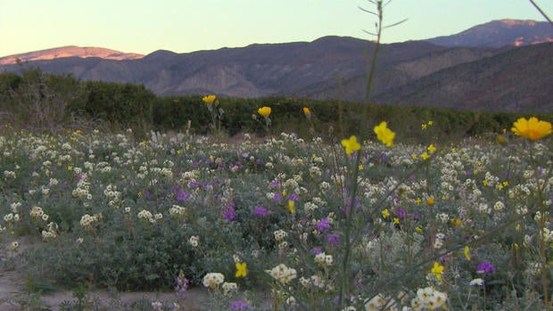 d2-blackstone-superbloom-transfer2.jpg
