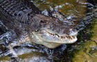 australia-crocodile-476311025.jpg 