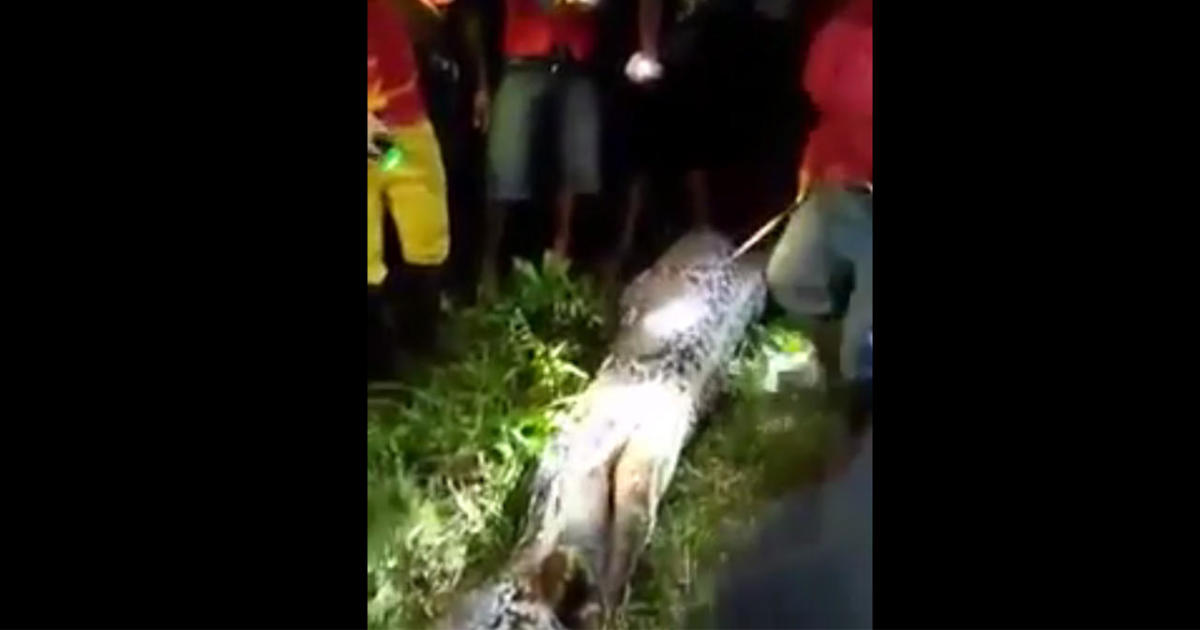 Python Eats Man In Indonesia Who Was Likely Attacked From Behind Cbs News