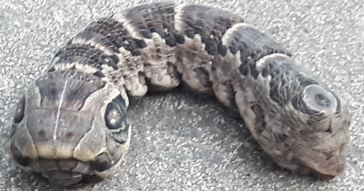 Bizarre "two-headed snake" that baffled the internet identified - CBS News