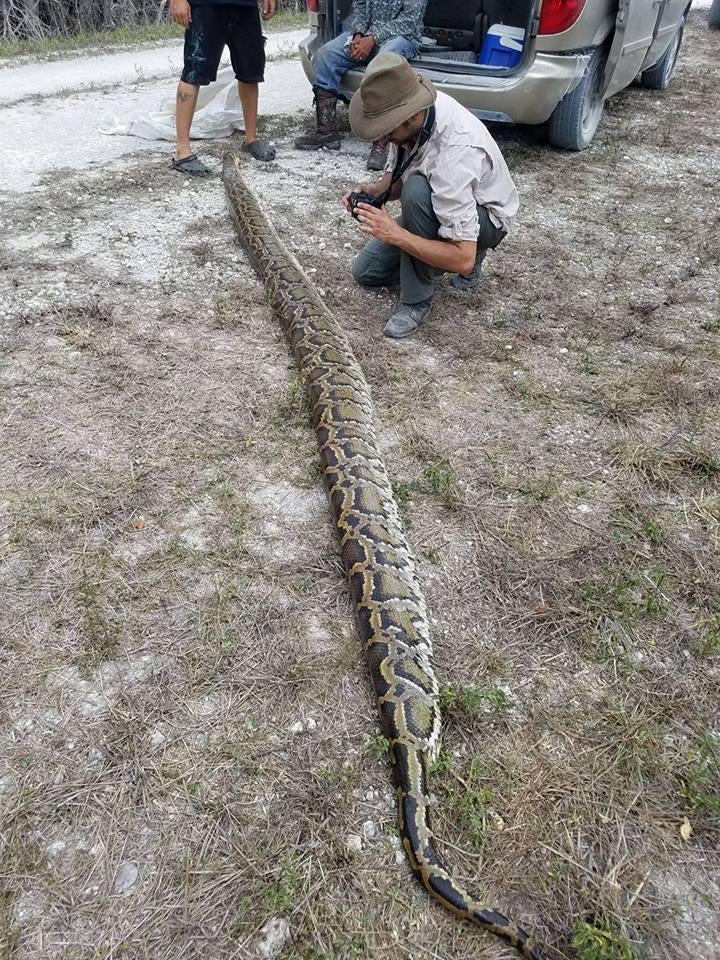 Men catch 15footlong, 144pound python in the Florida Everglades