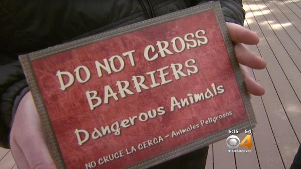 New warning signs were installed at “The Edge” exhibit at the Denver Zoo after the zoo said a man boasted about touching a sleeping tiger.