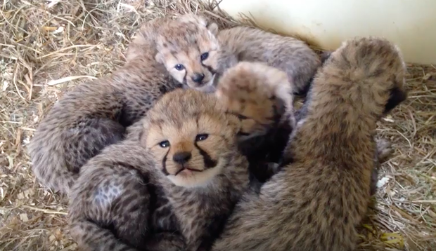 12 cheetah cubs were just born at the Smithsonian and you 