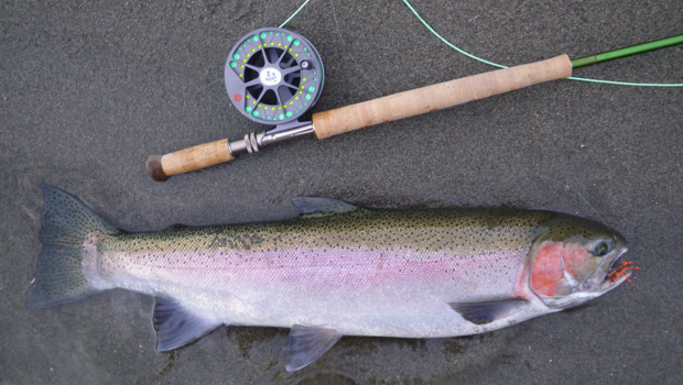 Nature up close: Steelhead trout - CBS News