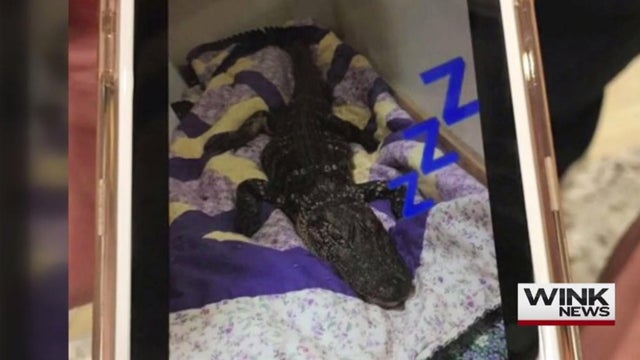 dead-gator-florida.jpg