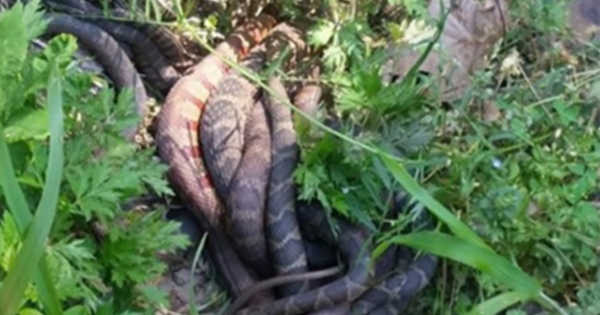 Woman Stumbles Upon Massive Snake Mating Ball In North Carolina Cbs News