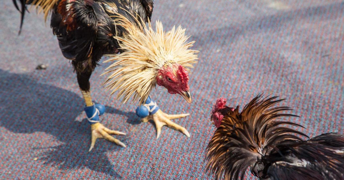 Police Bust Cockfighting Ring And Recover 100 Roosters Cbs News 