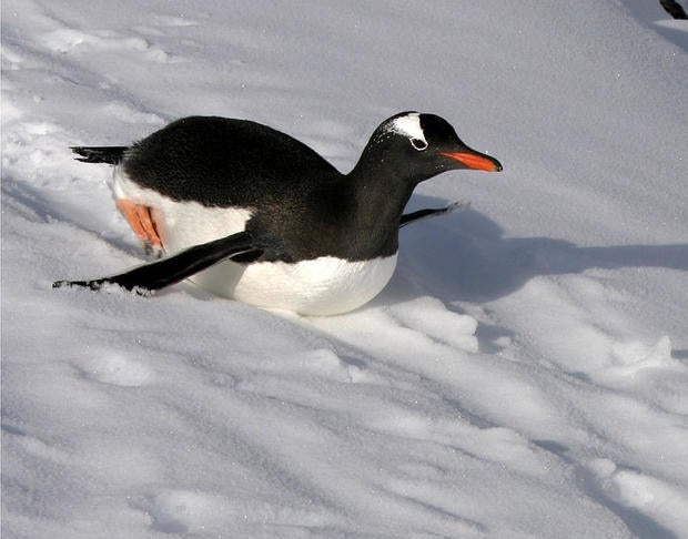 pcd6-861-snowsliding-gentoo.jpg