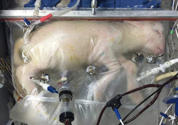 lamb-in-artifical-womb-28-days.png