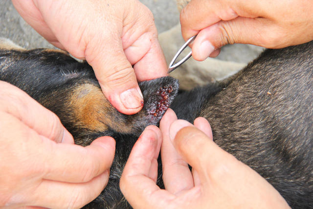 10 Things You Need To Know About Lyme Disease In Dogs Cbs News,Argentinian Food