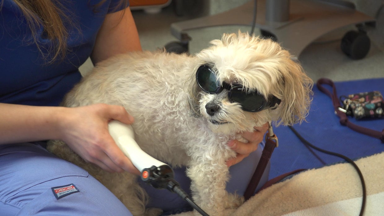 Laser Therapy Makes Dogs Look Cool Feel Even Better CBS News Laser Therapy Makes Dogs Look Cool Feel Even Better CBS News