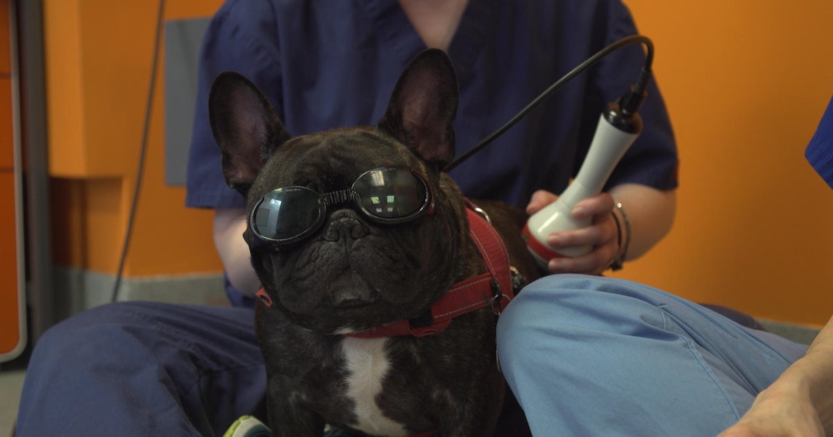 Laser therapy makes dogs look cool, feel even better  CBS News