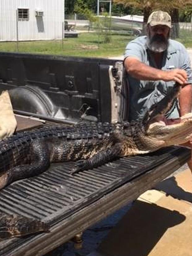 10yearold alligator bite victim says nose poke stopped attack CBS News