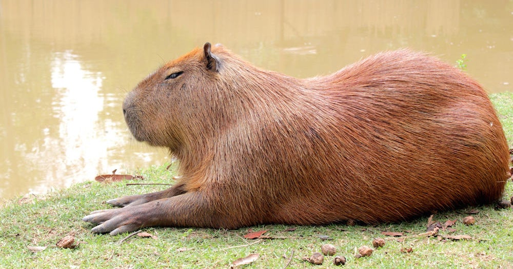 The Largest Animals Of Their Kind On Earth Cbs News