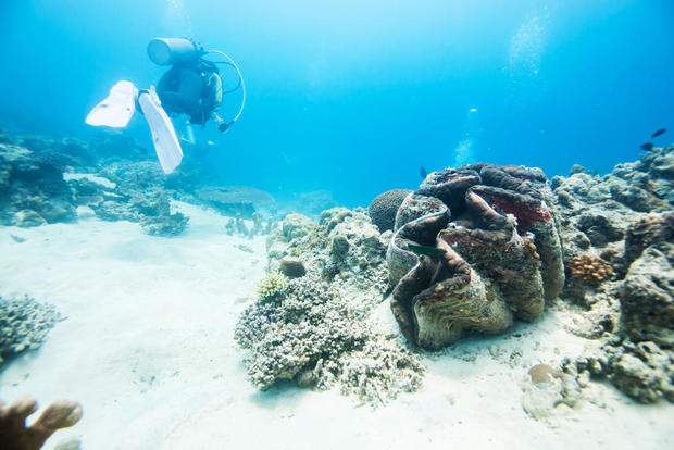 giant-clam-shutterstock.jpg