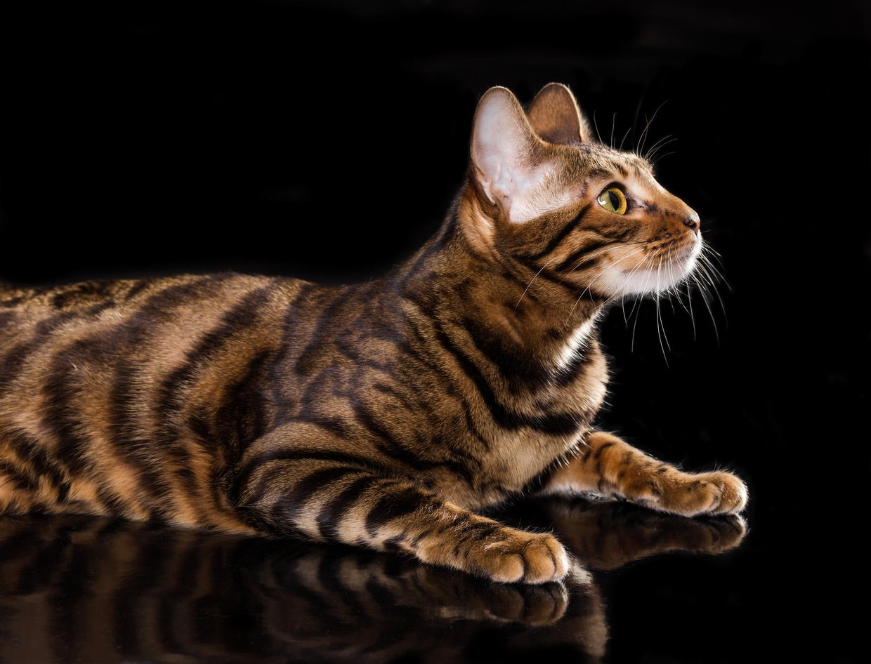 Meet the most expensive cat breeds in America CBS News