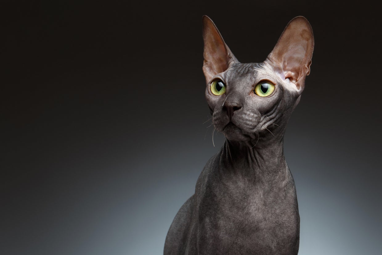 Meet the most expensive cat breeds in America CBS News