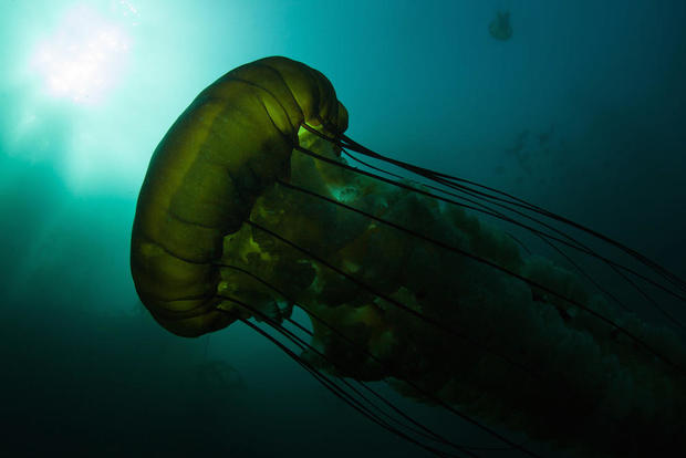 lions-mane-jellyfish-shutterstock.jpg