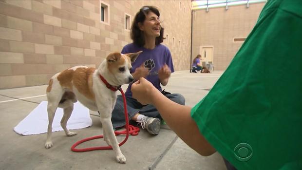 martinez-rescue-dogs-3-2017-5-13.jpg