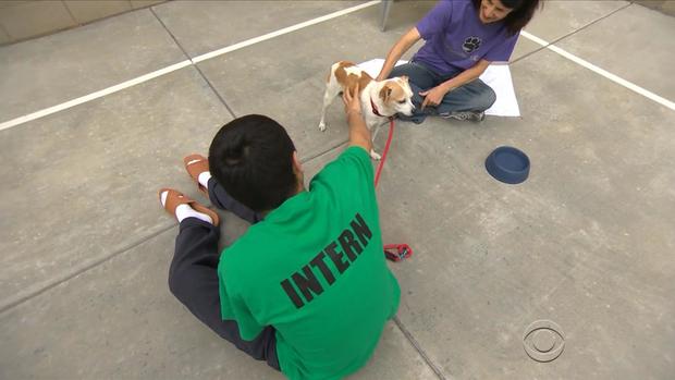martinez-rescue-dogs-2017-5-13.jpg