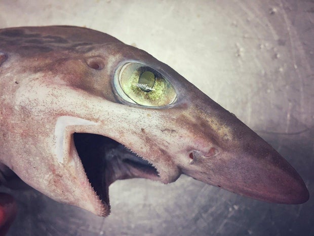 Crazy-looking fish from the deep sea - CBS News