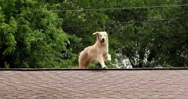 Huckleberry the roof-jumping golden retriever goes viral - CBS News Huckleberry the roof-jumping golden retriever goes viral - CBS News