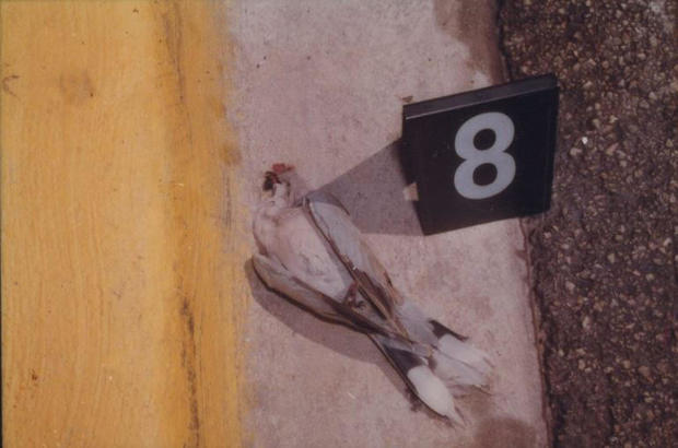 Bird killed in versace shooting 