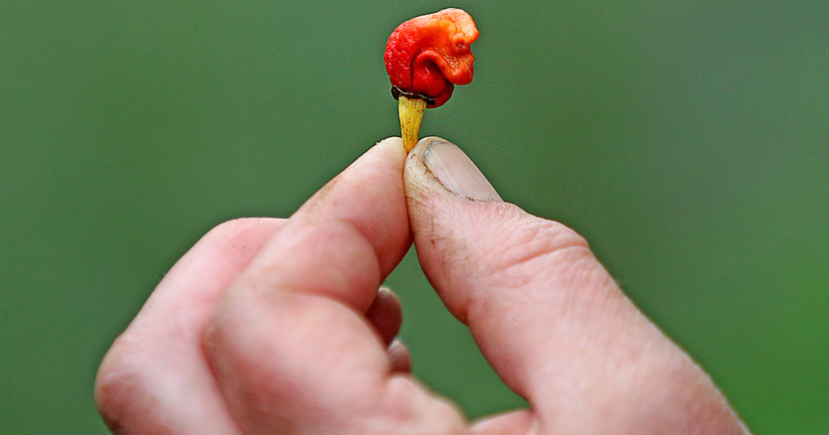 The Hottest Pepper In The World Beware The Dragon S Breath Cbs News