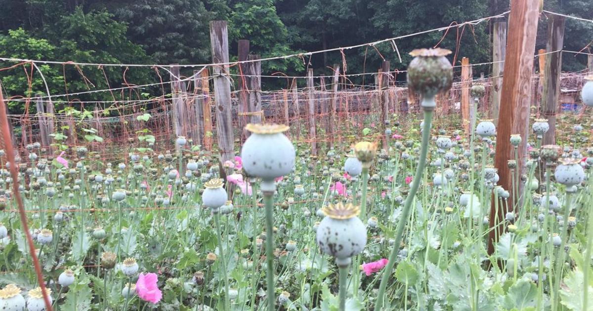 Какой мак нельзя выращивать на участке фото Opium poppy plants found in North Carolina worth $500M: sheriff - CBS News