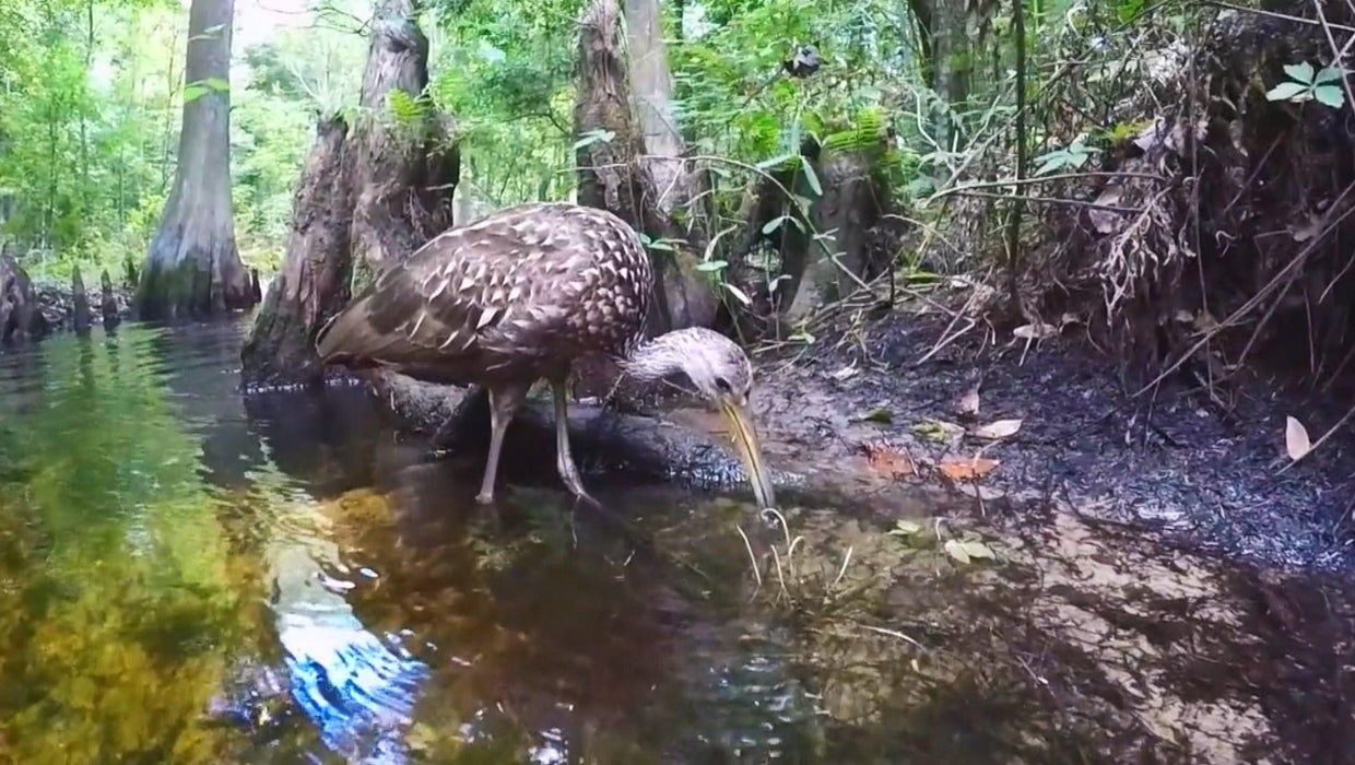 Lawmakers act to curb "scary" trend in Everglades – but another danger