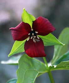 red-trillium-sherri-obrien-244.jpg