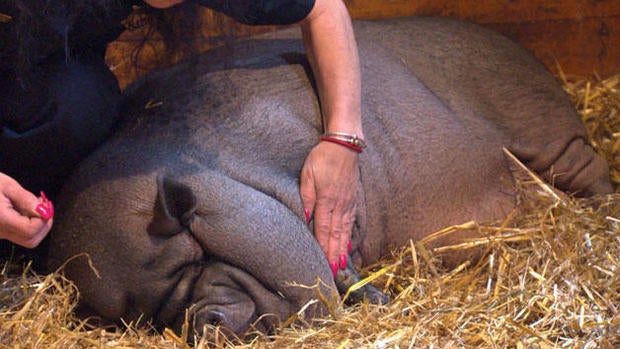 170606-cbs-boston-maybelle-pig-02.jpg