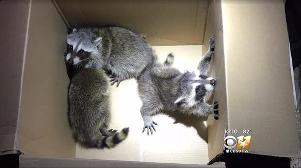 170607-cbs-dfw-raccoons-02.jpg