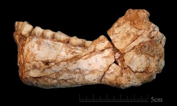 fossil-jaw.jpg
