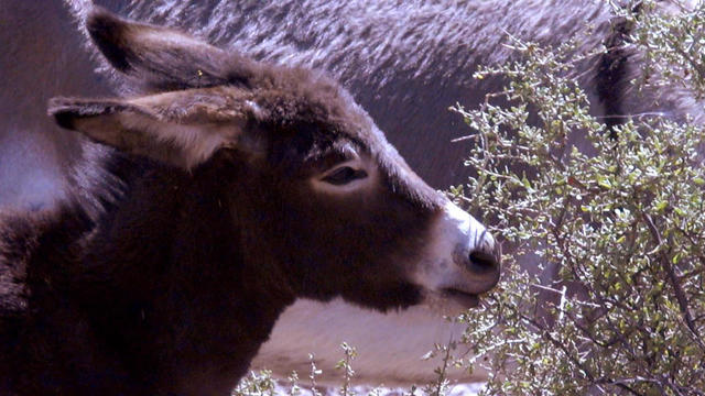 Nature : Burros 