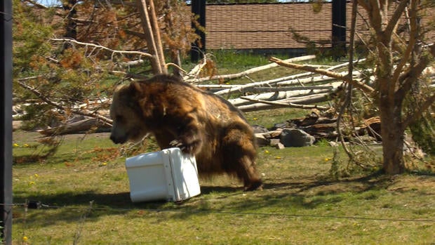 d2-evans-bear-tests-transfer2.jpg