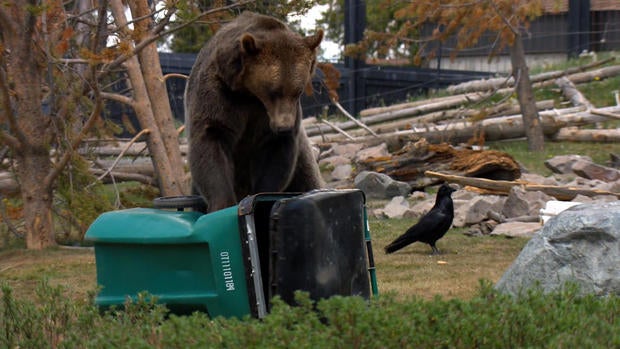 d2-evans-bear-tests-transfer3.jpg