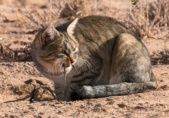 Nature up close Feral animals CBS News