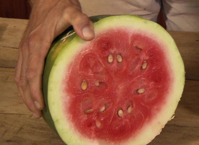 The return of an heirloom watermelon CBS News