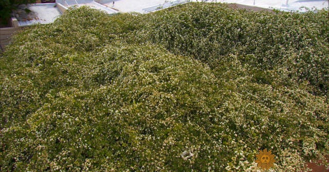 Shady Lady The world's largest rose bush CBS News