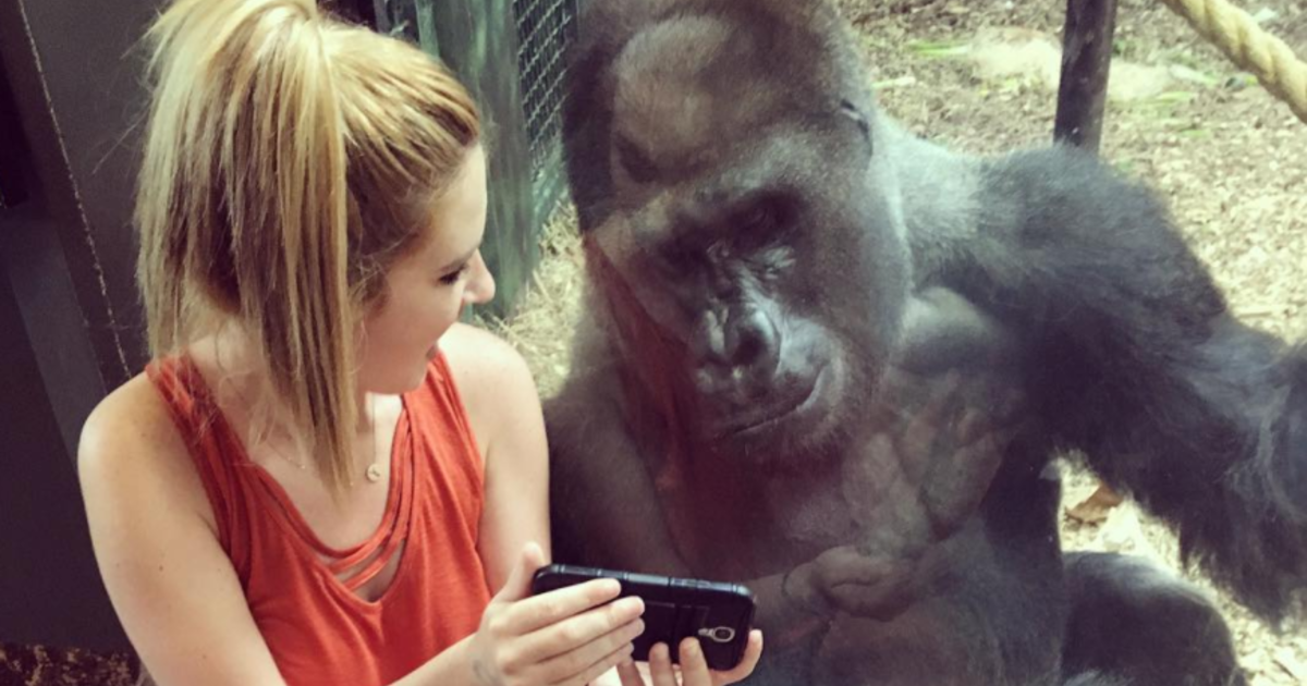 Meet The Selfie Loving Gorilla Who Obsesses Over Zoo Visitors Smartphones Cbs News
