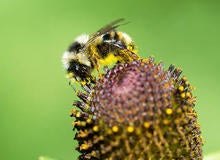 bee-with-flower-a-verne-lehmberg.jpg