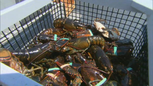 lobsters-in-box.jpg