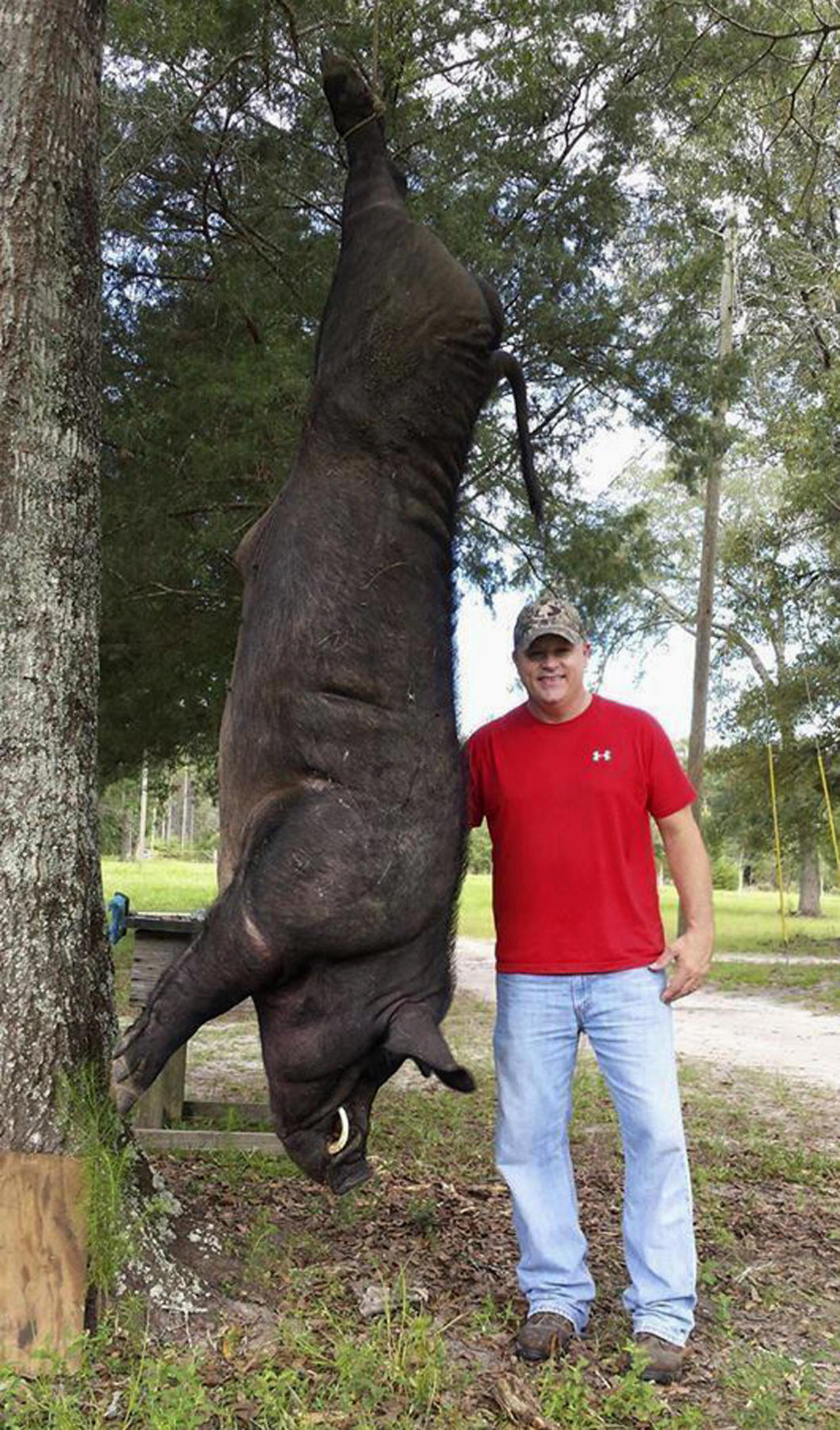 alabama-man-kills-820-pound-wild-hog-in-front-yard-with-gun-cbs-news