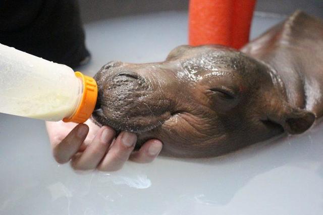 Baby Fiona The Hippo Cincinnati Zoo Pictures Cbs News