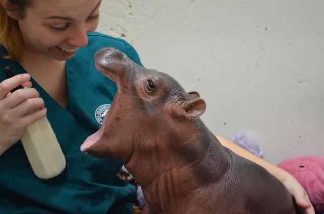 Baby Fiona The Hippo Cincinnati Zoo Pictures Cbs News