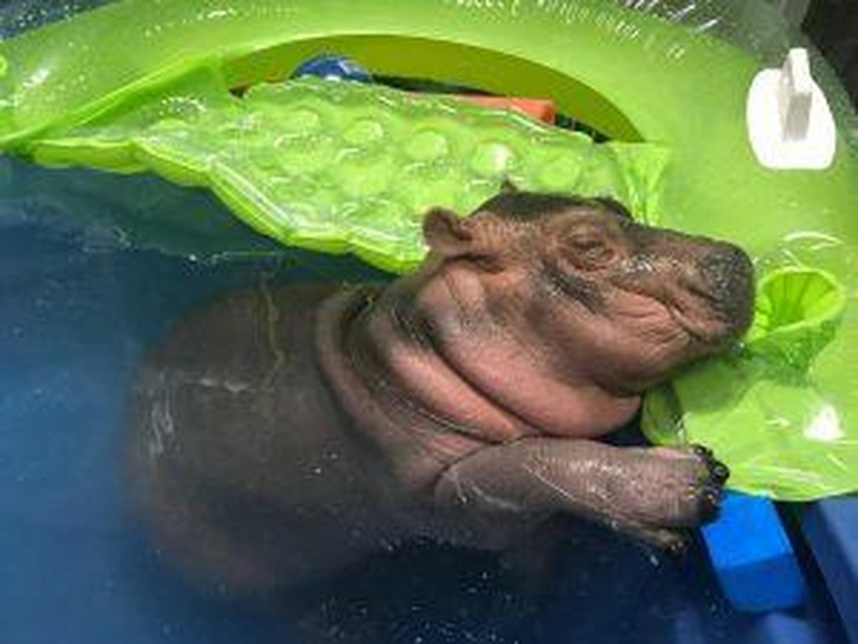 Mom love Baby Fiona the Hippo Cincinnati Zoo pictures Pictures