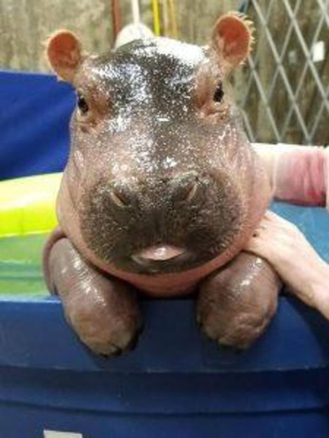 Baby Fiona The Hippo Cincinnati Zoo Pictures Cbs News