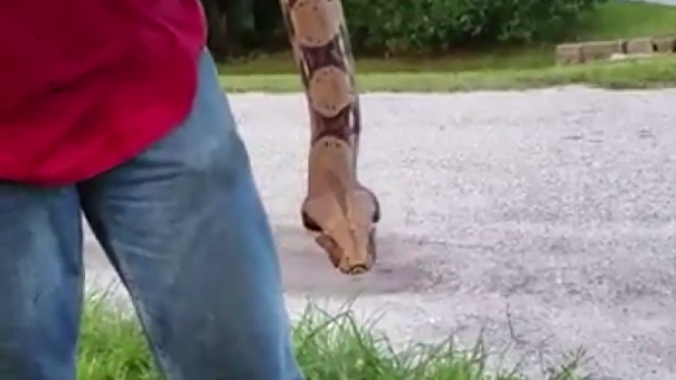 boa constrictor snake opening door and falling