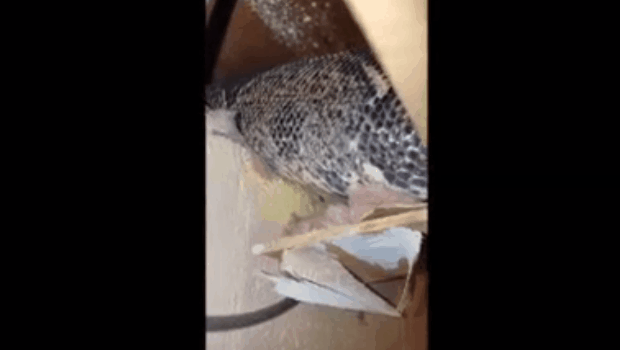 boa constrictor snake opening door and falling boa constrictor snake opening door and falling